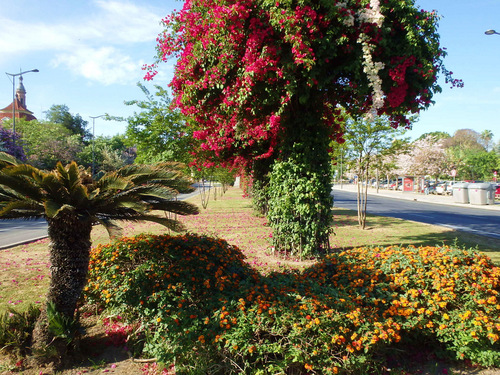 Typical Avenue Flowers.